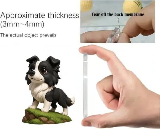 Border kolie | Adventní kalendář 2025